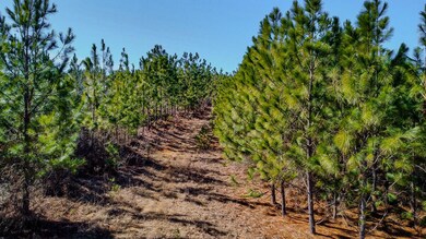 Longleaf Hill Land for Sale in SC-04