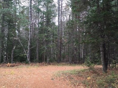 Back Yard.