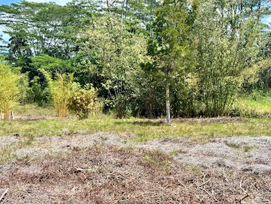Looking toward the back of the property at a Eucalyptus tree and bamboo for privacy from neighbors
