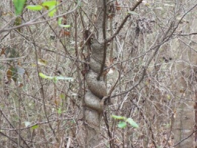 Lot 63 Hidden River Ln, Spencer, TN 38585 - photo 4