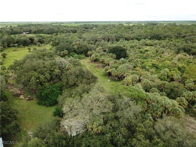 Aerial view of a forest