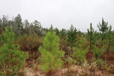 0 Poll Mill Rd, Tazewell, GA 31803 - photo 6