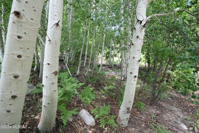 IMG_0537