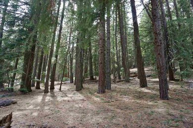 6 Pine Tree Ct, Plumas Eureka, CA 96103 - photo 4