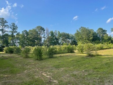 Blueberry patches view