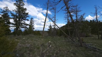 View of local wilderness