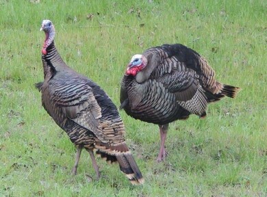 30010 Woodcrest Dr, Whitney, TX 76692 - photo 7