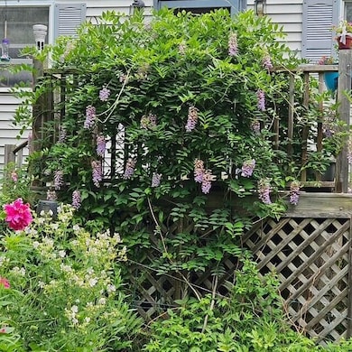 Wisteria on side porch.