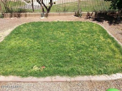 backyard grass