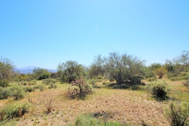 Lush Desert Landscaping