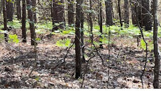 0 Leitner Mill Rd, Harlem, GA 30814 - photo 6