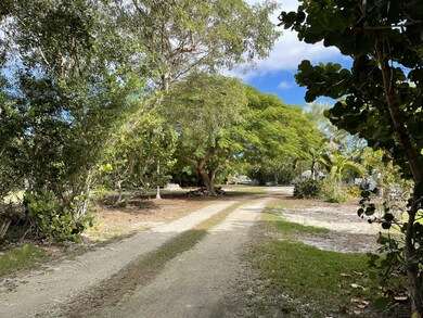 Nice royal poinciana