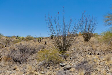 Ocotillos