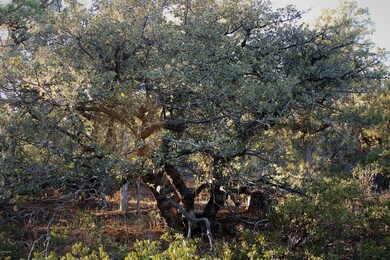 428 S Pleasant View Dr, Show Low, AZ 85901 - photo 7