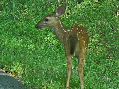 00 Trimont Mountain Rd, Franklin, NC 28734 - photo 3