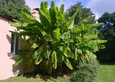 Banana Palm