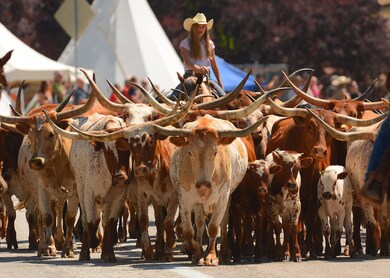 325 E Wapiti Cir, Kanab, UT 84741 - photo 6