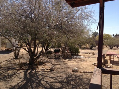 Lobo 1_back yard
