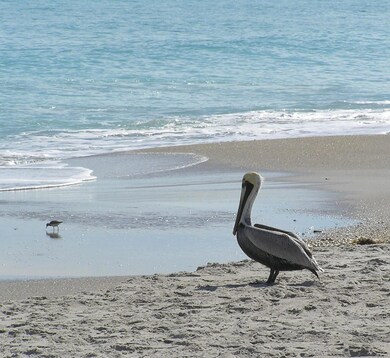 PELICAN AT BEACH