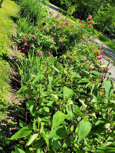 2 Sand Hill Rd, Putney, VT 05346 - photo 4