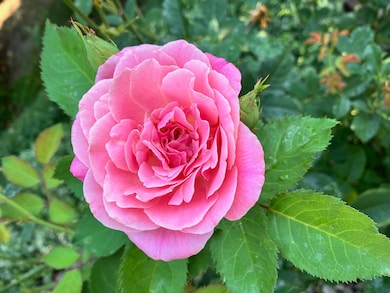 214 NW Creekside Dr, Grants Pass, OR 97526 - photo 6