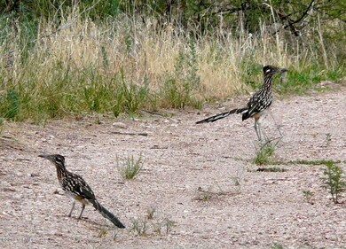 Clendenen roadrunner