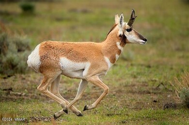 Antelope Runing