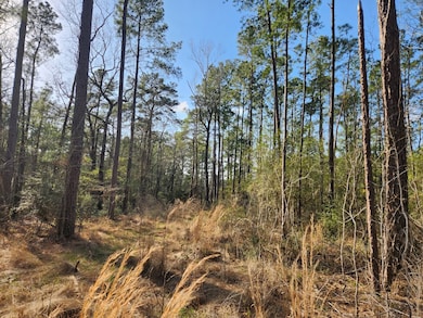 1037 Counts Rd, Point Blank, TX 77364 - photo 3