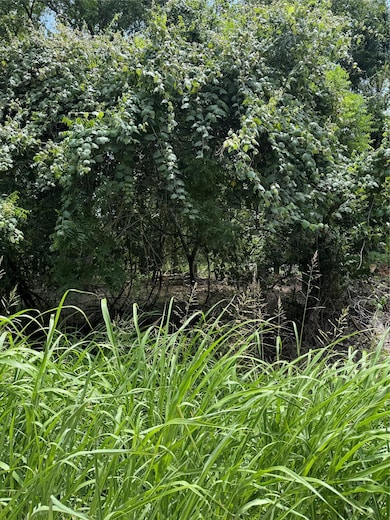 View of local wilderness