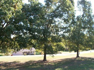 Front yard shade (2)