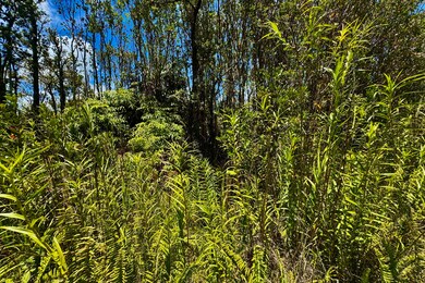Ferns and orchids grow wild in the lush foliage.