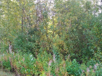 23815 Vintage Dr, Trapper Creek, AK 99683 - photo 3