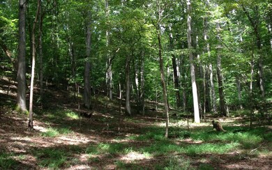 Additional View