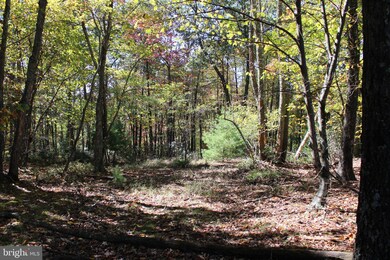 40.00 AC Shenandoah Mountain Rd, Mathias, WV 26812 - photo 4