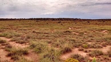 Grassland runs back to the bluffs