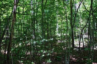 Lot73.5
