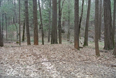 view of tree filled area
