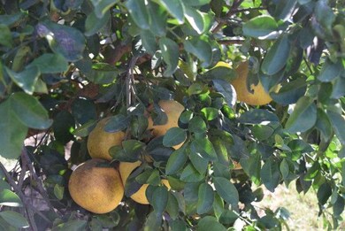 404 Northcutt Dr unit Lot 23 Phase 1, Alamo, TX 78516 - photo 5