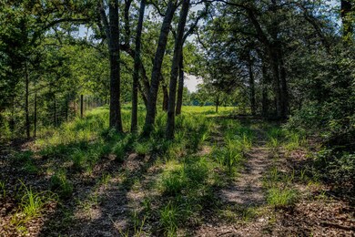 View of tree filled area
