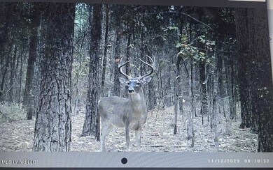 Deer4