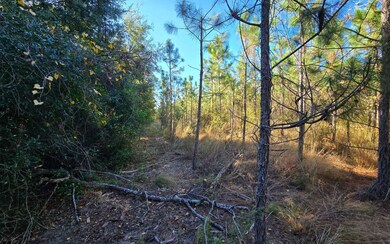 TBD-2 221st Rd, Dowling Park, FL 32060 - photo 7