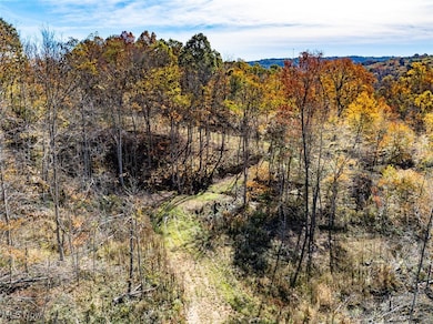 View of local wilderness