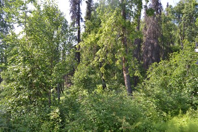 Trees