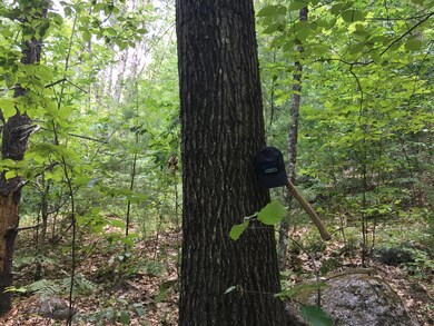 hardwood forest