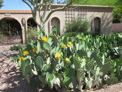 Blooming Cacti