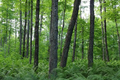 00 Vt Route 12 N, Brookfield, VT 05036 - photo 7