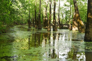 0 Glendale Rd unit LotWP001 23604181, Morris Chapel, TN 38361 - photo 3