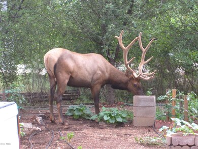 More Elk