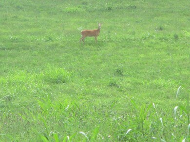 2634 Junction Rd, Flemingsburg, KY 41041 - photo 2