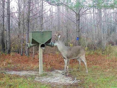 2272 Purvis To Baxterville Rd, Purvis, MS 39455 - photo 3